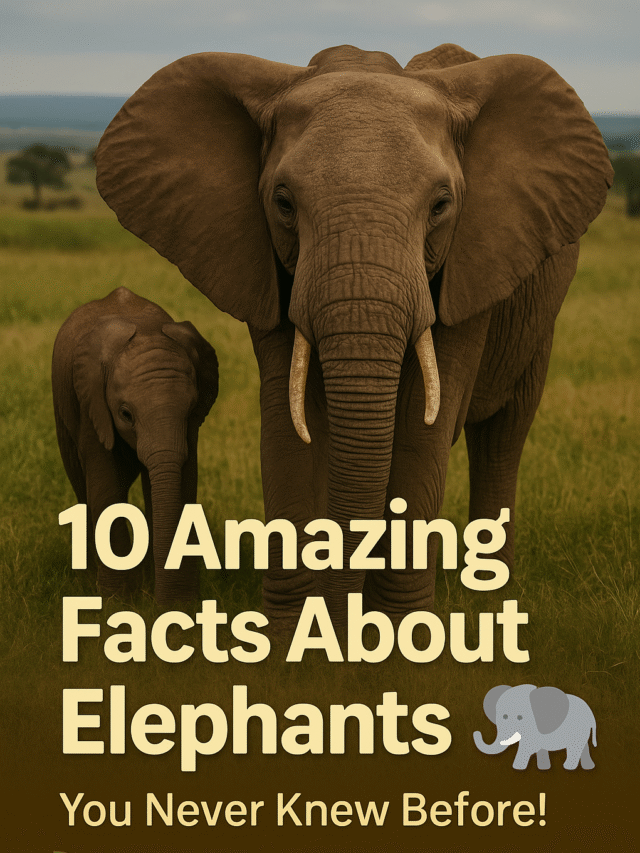 10-elephant-facts